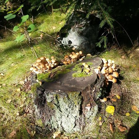 Cottage Baydar Jyraankoski Zewnętrze zdjęcie