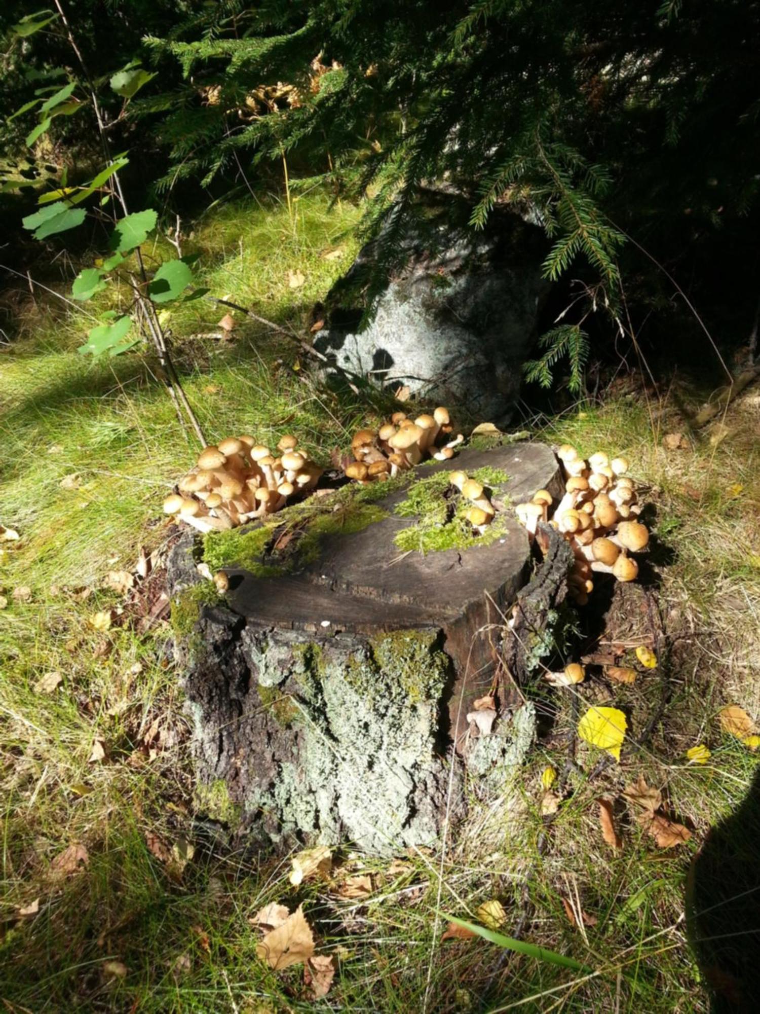 Cottage Baydar Jyraankoski Zewnętrze zdjęcie